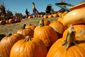 PUMPKIN_10141205