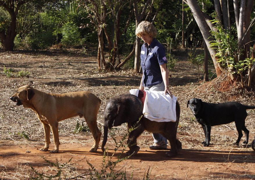 Moses, a seven-month-old orphaned elephant calf, takes his daily walk Oct. 8, 2012, with Jumbo Foundation owner Jenny Webb and pet dogs Barney (left) and Bagheera at their home in Lilongwe, Malawi. Moses was found alone and close to death in the Vwaza Wildlife Reserve. He has been adopted by the Jumbo Foundation, where he is being cared for and raised by humans. (Associated Press)