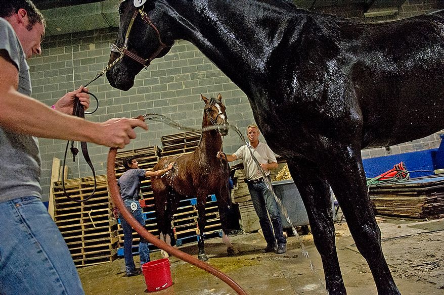 Horse owners Matt Gridley, left, of Wellsville, N.Y. and Birgit Mayer from Florida wash their horses, Zorro and Royce, inside the Verizon Center on Thursday, Oct. 25, 2012. The horses are just two of the more than 500 animals competing in the Washington International Horse Show, which is in town through Sunday. (Barbara L. Salisbury/The Washington Times)