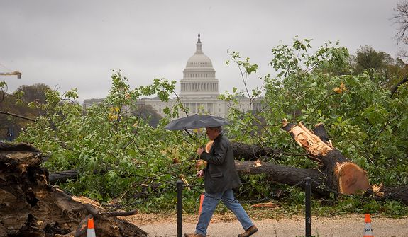 A man passes by a fallen tree on 14th Street SW on the National Mall in Washington, D.C., Tuesday, Oct. 30, 2012, the day after Hurricane Sandy slammed into the region. (Rod Lamkey Jr./The Washington Times)