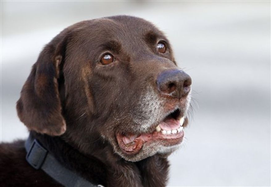 ** FILE ** In this Dec. 6, 2011 photo, Miami-Dade retired narcotics detector canine Franky looks on during a demonstration in Miami. Franky the drug dog's super-sensitive nose is at the heart of a question being put to the U.S. Supreme Court: Does a police K-9's sniff outside a house give officers the right to get a search warrant for illegal drugs, or is the sniff itself an unconstitutional search? (AP Photo/Alan Diaz, File)