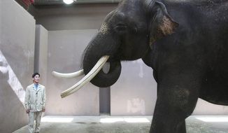 Koshik, a 22-year-old Asian elephant, puts his trunk in his mouth to modulate sound next to his chief trainer, Kim Jong-gab, at the Everland amusement park in Yongin, South Korea, on Friday, Nov. 2, 2012. Koshik can reproduce five Korean words by tucking his trunk inside his mouth to modulate sound. (AP Photo/Ahn Young-joon)

