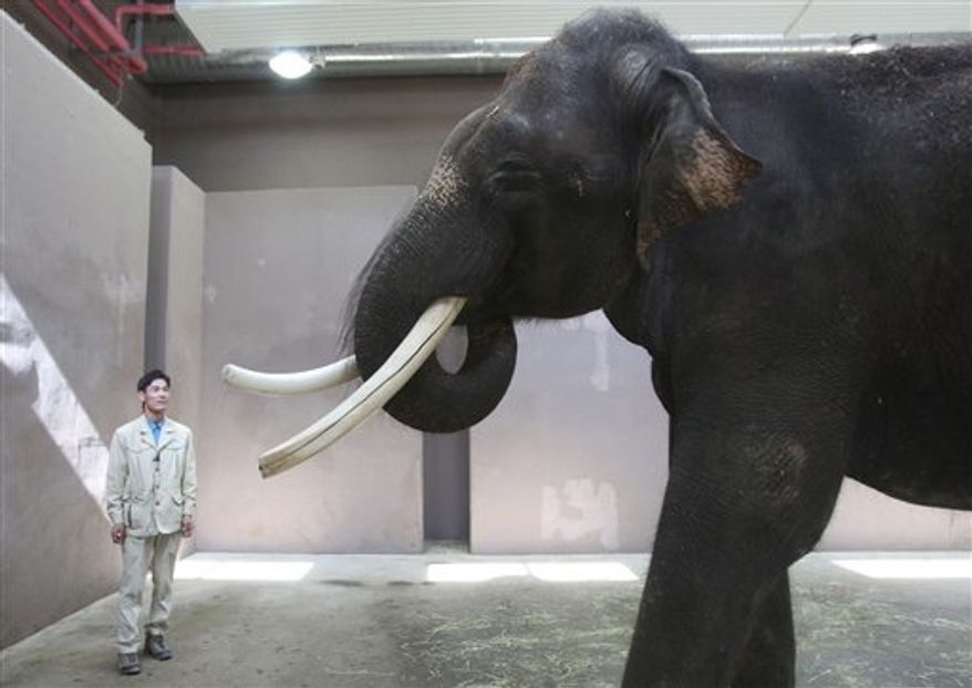 Koshik, a 22-year-old Asian elephant, puts his trunk in his mouth to modulate sound next to his chief trainer, Kim Jong-gab, at the Everland amusement park in Yongin, South Korea, on Friday, Nov. 2, 2012. Koshik can reproduce five Korean words by tucking his trunk inside his mouth to modulate sound. (AP Photo/Ahn Young-joon)