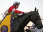horses_mugshot_four_by_three.jpg