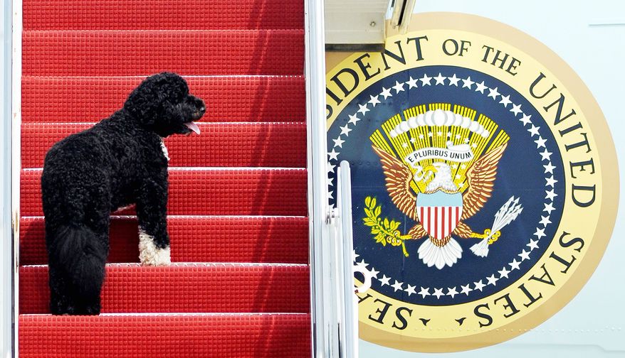 Bo boards Air Force One as a friendly flight companion for President Obama. Tales of presidential pets are featured in a book by author Jennifer B. Pickens of Dallas.