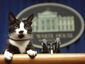 pet_wh11401_primary_image.jpg