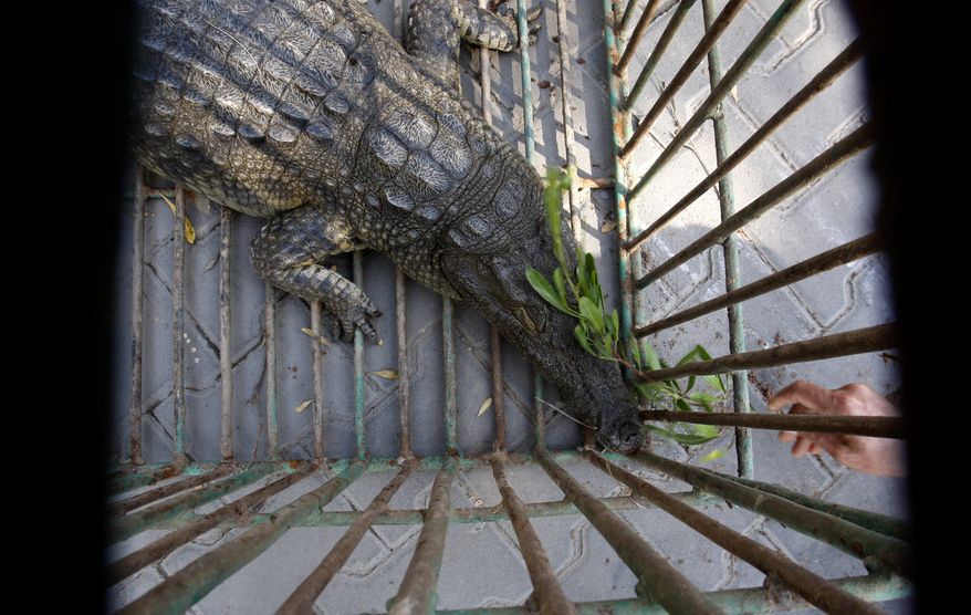Sakher, a crocodile captured and named by Palestinian police after it lived in a sewage pond since fleeing a zoo in Beit Lahia, northern Gaza Strip two years ago, is seen through cage bars on Nov. 6, 2012. Police officer Lt. Col. Samih al-Sultan says after weeks of chasing the reptile, they finally caught him by entangling him in shark nets. (Associated Press)