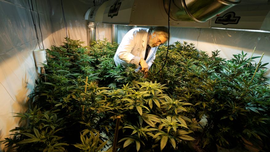 Jake Dimmock, co-owner of the Northwest Patient Resource Center medical marijuana dispensary, works on Nov. 7, 2012, with flowering plants in a grow room in Seattle. (Associated Press)