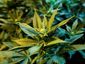 pot_web_20121108_0002_2_primary_image.jpg