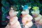 ICE_SHREK111102