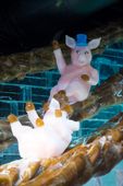 ICE_SHREK111108