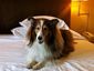 pets-holiday-travel_reps_mugshot_four_by_three.jpg