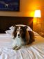 Pets Holiday Travel_Reps.jpg