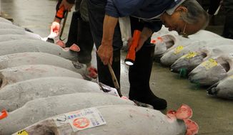 This Oct. 15, 2012 photo shows whole tunas being inspected at the Tsukiji fish market in Tokyo. Tsukiji is the biggest fish market in the world, and tourists willing to line up well before dawn can view the rapid-fire auctions where the giant fish are sold. (AP Photo/Fritz Faerber)