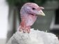 obama-turkey-pardon_live_mugshot_four_by_three.jpg