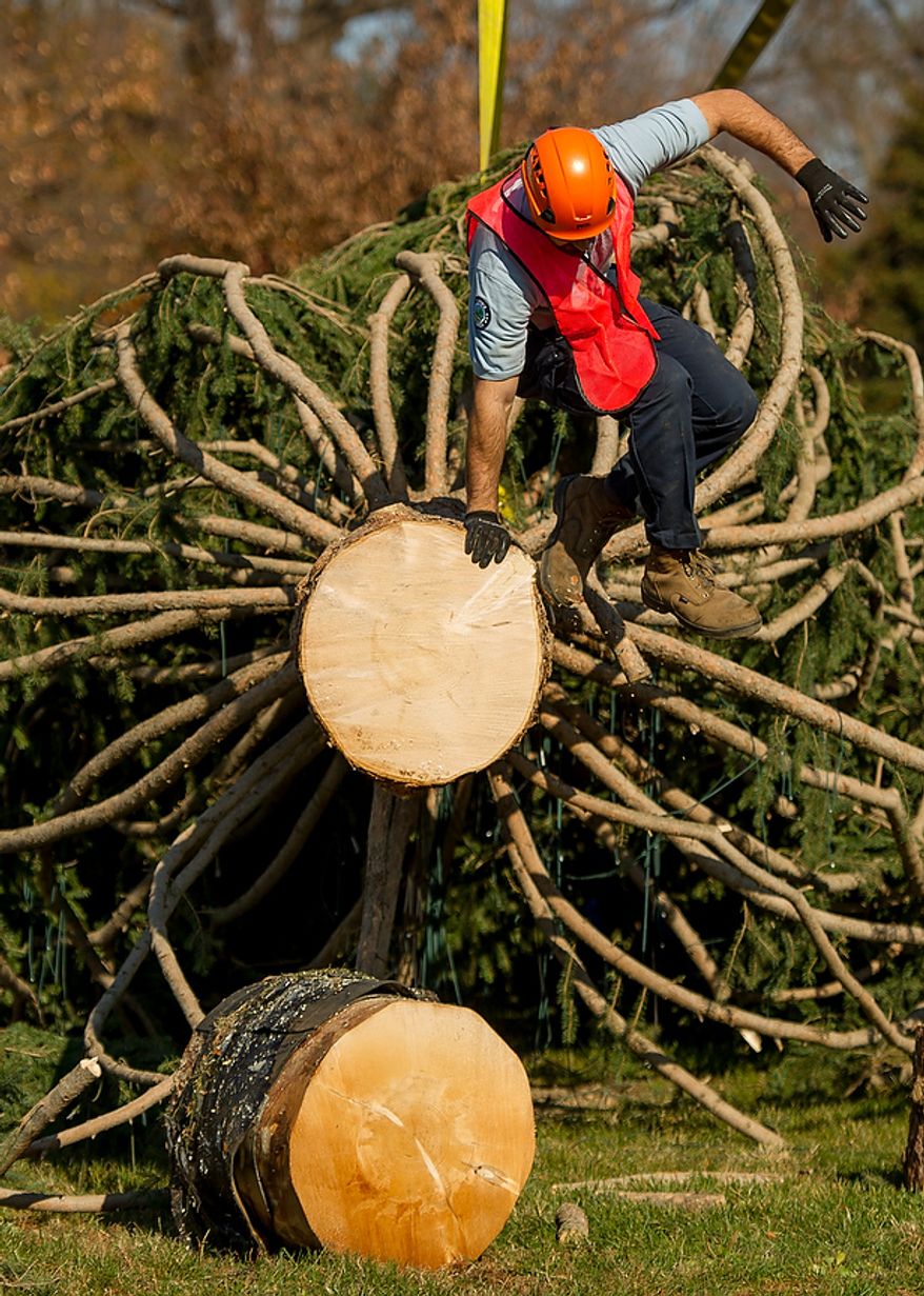 A worker climbs down from the trunk of a 9,000-pound, 74-year-old, 73-foot Engelmann spruce, driven 5,500 miles from White River National Forest in Meeker, Colo., as it is moved into position on the West Lawn of the U.S. Capitol as this year's Capitol Christmas Tree, in Washington on Monday, Nov. 26, 2012. (Andrew Harnik/The Washington Times)