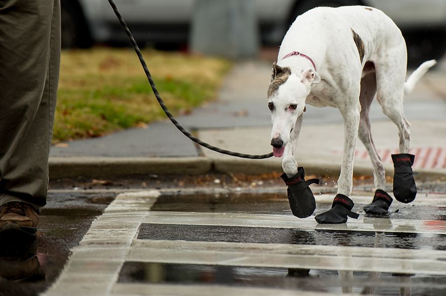 Loki, a retired racing greyhound wears dog boots in the rain as his owner, Dave Mosick of Washington, D.C., walks him in the rain on Capitol Hill, Washington, D.C., Tuesday, November 27, 2012. (Andrew Harnik/The Washington Times)