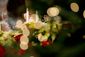 CHRISTMAS_BASILICA122510