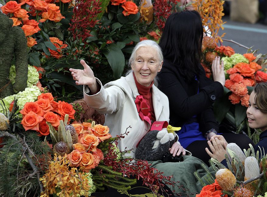 Jane Goodall, famed for her work with chimpanzees in Africa and for her efforts on behalf of endangered species everywhere, serves as grand marshal of the 124th Rose Parade in Pasadena, Calif., on Tuesday, Jan. 1, 2013. (AP Photo/Reed Saxon)