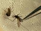 bug_mugshot_four_by_three.jpg