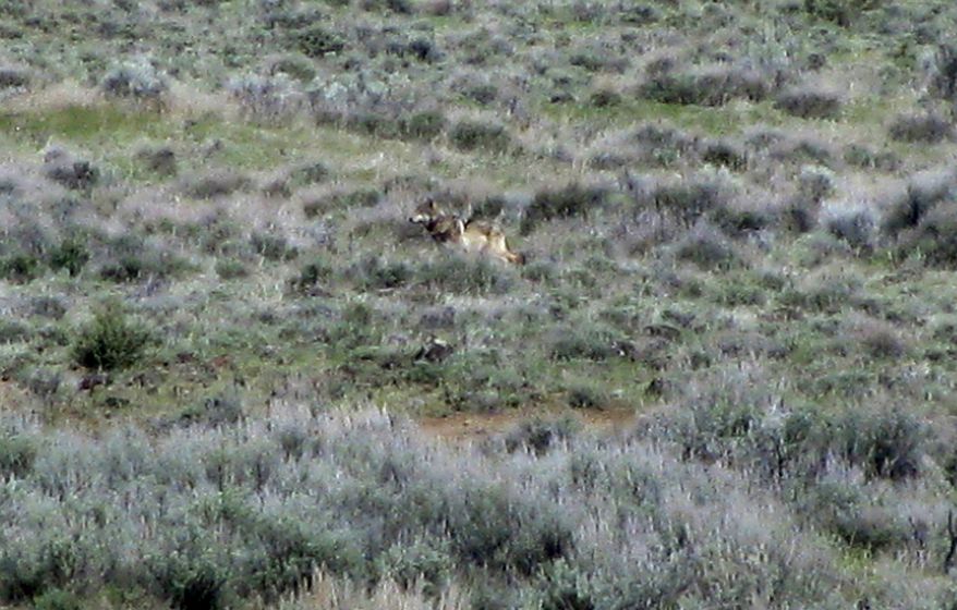 OR-7, the Oregon wolf that has trekked across two states looking for a mate, is pictured on a sagebrush hillside in Modoc County, Calif., on Tuesday, May 8, 2012. (AP Photo/California Department of Fish and Game)