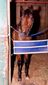 Bullet Catcher-After Getting Loose 01-11-13.jpg