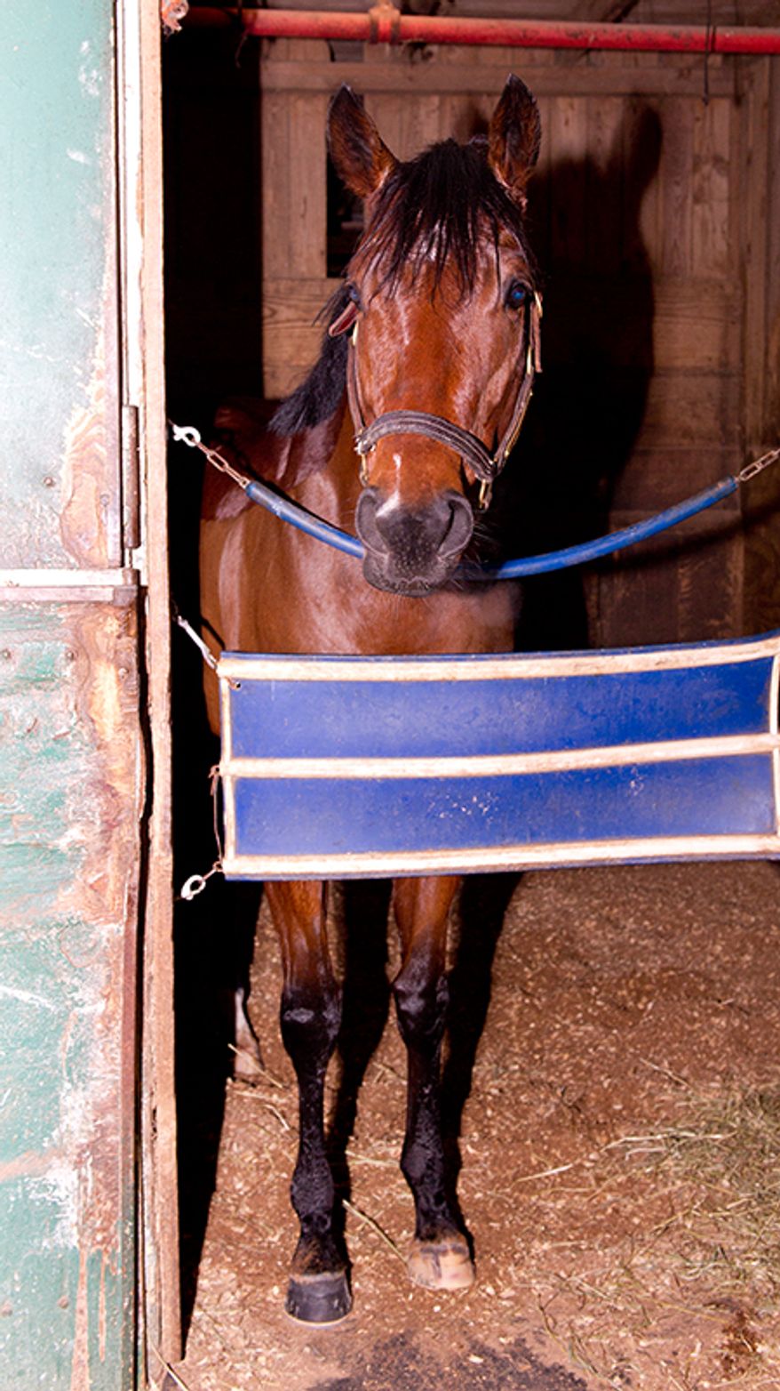Bullet Catcher was uninjured after escaping from Laurel Park on Jan. 11, 2013 and going for a 1.6-mile run down Route 1. (Photo courtesy Maryland Jockey Club
