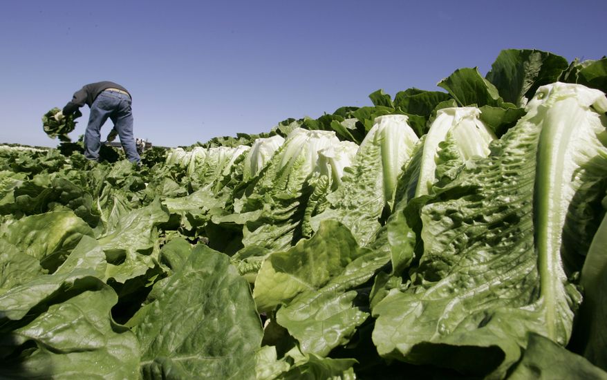 A worker harvests romaine lettuce in Salinas, Calif., in 2007.