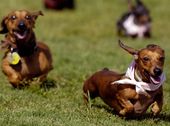 dogs_20081004_8724