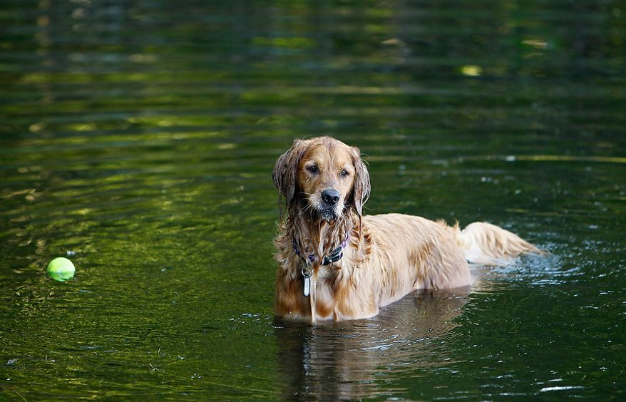 A male golden retriever plays in the water of Rock Lake near Pequot Lakes, Minn., Sunday, July 22, 2012. (AP Photo/Ann Heisenfelt)