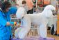 dogs_20121007_8726
