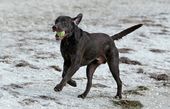 dogs_20121218_8733