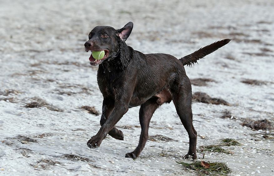 In this Tuesday, Dec. 18, 2012, photo, &quot;Strider,&quot; a chocolate Labrador Retriever, runs with a tennis ball back to owner Sarah Ranes, on a dog friendly beach at Fort DeSoto Park in St. Petersburg, Fla. (AP Photo/Chris O&#39;Meara)