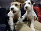 dogshow_mugshot_four_by_three.jpg