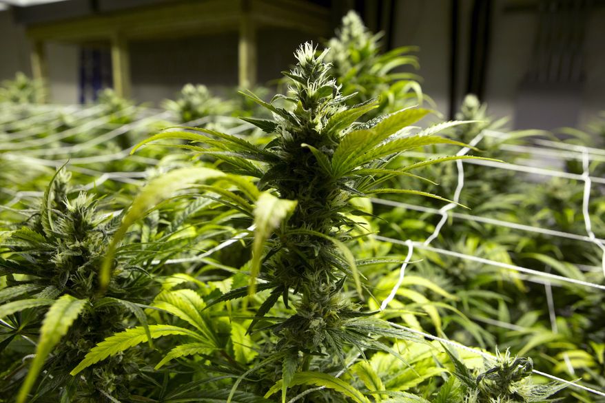 Marijuana plants at a grow house in Denver are ready to be harvested on Saturday, Jan. 26, 2013. (AP Photo/Ed Andrieski)
