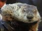 groundhog-dog_mugshot_four_by_three.jpg