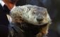 Groundhog Dog.jpg