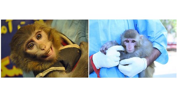 COMBO - This combination of two photos obtained from the Iranian Students News Agency, ISNA, shows, left, an Iranian technician holding a monkey that Iran claims rode an Iranian rocket into space, in Tehran, Iran, Wednesday, Jan. 30, 2013, and right, an undated image of an Iranian technician holding a monkey which had been prepared to ride an Iranian rocket into space, in an undisclosed location in Iran. One of two official packages of photos of Iran&#x27;s famed simian space traveler released to media depicted the wrong monkey--with a distinctive mole over its right eye--but a senior Iranian space official confirmed Saturday that a primate really did fly into space and returned safely to Earth. (AP Photo/ ISNA, Borna Ghasemi, Mohammad Agah)