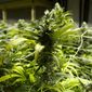** FILE ** This Jan. 26, 2013, photo taken at a grow house in Denver shows a marijuana plants ready to be harvested. (AP Photo/Ed Andrieski)

