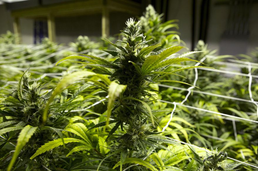 ** FILE ** This Jan. 26, 2013, photo taken at a grow house in Denver shows a marijuana plants ready to be harvested. (AP Photo/Ed Andrieski)
