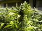 pot22_2_mugshot_four_by_three.jpg