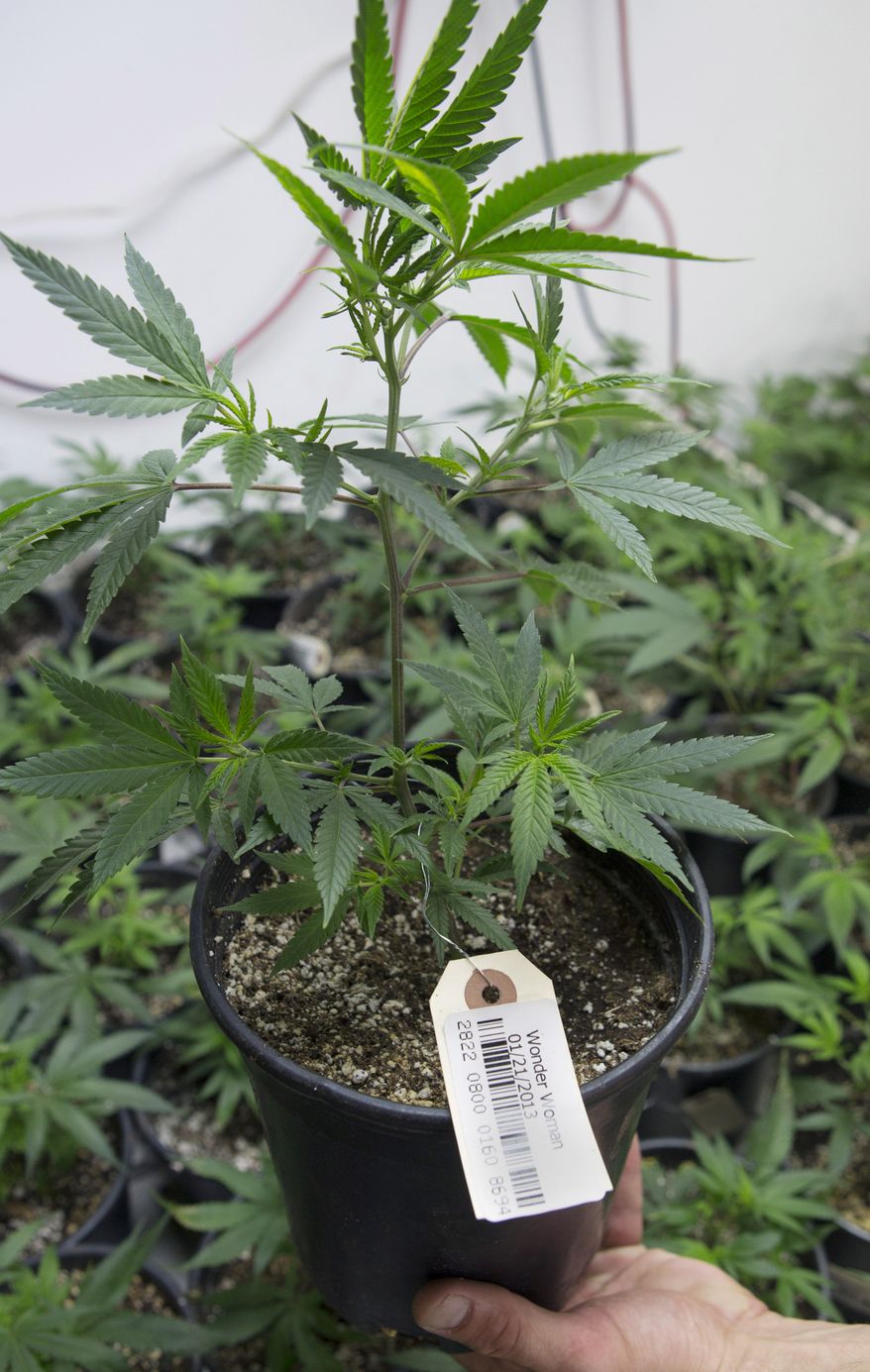 **FILE** A bar code is seen attached to a marijuana plant at a grow house in Denver on Jan. 26, 2013. The bar codes are assigned to each plant and follow it through the growing and distribution process. (Associated Press)