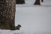 SNOW_014