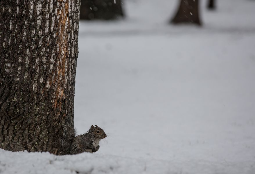A squirrel takes shelter from the snow under a tree in Fairfax, Va., on March 6, 2013. (Andrew S. Geraci/The Washington Times)