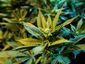pot_web_20121108_0002_mugshot_four_by_three.jpg
