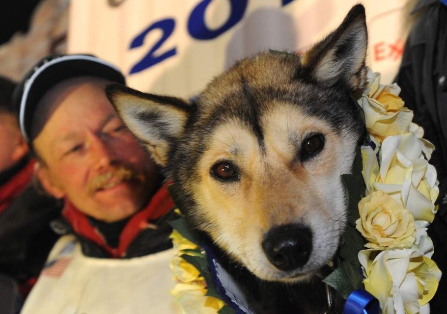 Mitch Seavey became a two-time Iditarod champion when he drove his dog team under the burled arch in Nome on Tuesday evening, March 12, 2013. Leader Taurus looks out at the crowd gathered on Front Street. (Bill Roth/Anchorage Daily News/AP)