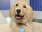 Pets_Puppy_Tweets.sff__mugshot_four_by_three.jpg