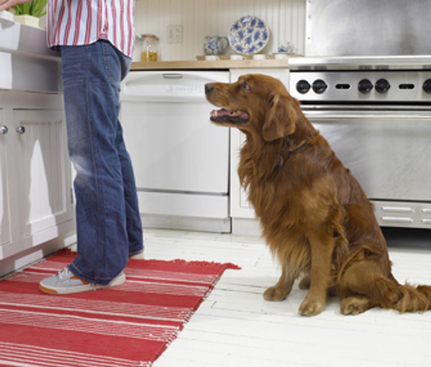 More than half of the nation's dogs are overweight, which comes as a surprise to many well-meaning owners. (image from Dr. Ernie Brown)