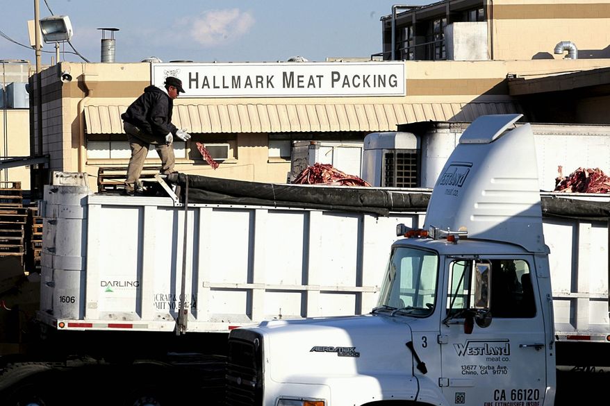 **FILE** A worker throws a piece of meat among cattle carcass scraps dropped into a truck at the Hallmark Meat Packing slaughterhouse in Chino, Calif., on Jan. 30, 2008. (Associated Press)