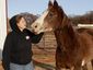 food-and-farm-horse_mugshot_four_by_three.jpg